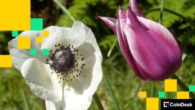 Photo of Concerns Ease, Bitcoin Firms and Altcoins Diverge