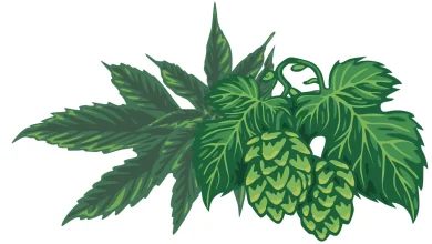 Photo of The most feared viroid in cannabis cultivation and how to protect your clones- Alchimia Grow Shop