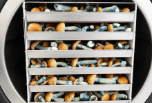 Photo of How to dry hallucinogenic mushrooms at home with a freeze dryer- Alchimia Grow Shop