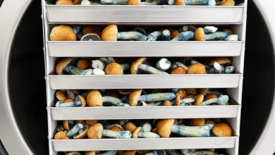 Photo of How to dry hallucinogenic mushrooms at home with a freeze dryer- Alchimia Grow Shop