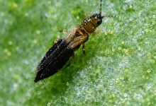 Photo of Complete Guide for Cannabis Cultivation- Alchimia Grow Shop