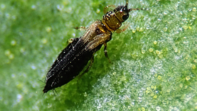 Photo of Complete Guide for Cannabis Cultivation- Alchimia Grow Shop