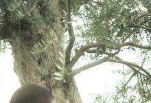 Photo of 10 Most Popular Valentine’s Day Flowers for Your Partner