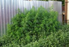 Photo of The KNF method- Alchimia Grow Shop