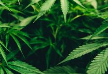 Photo of What Do First-Time Users Feel After Smoking THCA Flower?