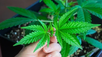 Photo of a complete guide to multiplying your harvest- Alchimia Grow Shop