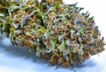 Photo of Which Should You Choose?- Alchimia Grow Shop