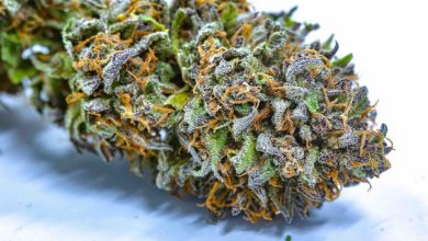 Photo of Which Should You Choose?- Alchimia Grow Shop