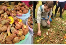 Photo of The Strange Mushroom That Makes You See Little People- Alchimia Grow Shop