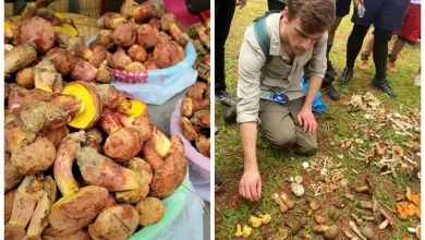 Photo of The Strange Mushroom That Makes You See Little People- Alchimia Grow Shop