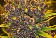 Photo of What is foxtailing in cannabis? Causes, types and how to deal with it- Alchimia Grow Shop