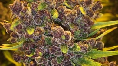 Photo of What is foxtailing in cannabis? Causes, types and how to deal with it- Alchimia Grow Shop