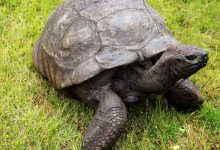 Photo of World’s Oldest Land Animal Falls Victim to Crypto Scam