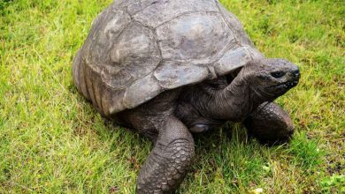 Photo of World’s Oldest Land Animal Falls Victim to Crypto Scam