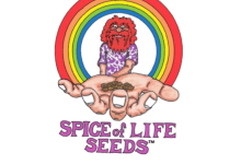 Photo of Spice of Life Seeds, the return of a legendary seed bank- Alchimia Grow Shop