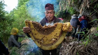 Photo of Psychoactive honey from the Himalayas- Alchimia Grow Shop