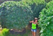 Photo of Outdoor marijuana growing for maximum yield- Alchimia Grow Shop