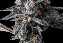 Photo of Cipher Genetics, the new American gem- Alchimia Grow Shop