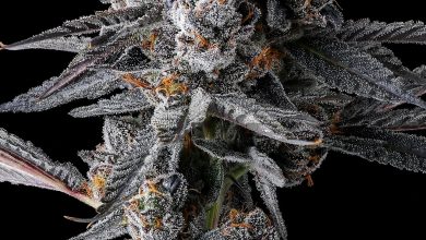 Photo of Cipher Genetics, the new American gem- Alchimia Grow Shop