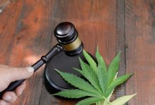Photo of Cannabis in the 2010s, from persecuted to revered- Alchimia Grow Shop