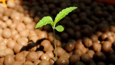 Photo of May or June?- Alchimia Grow Shop