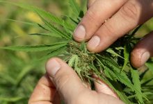 Photo of Preventing Fungi and Pests in Outdoor Cannabis Cultivation- Alchimia Grow Shop