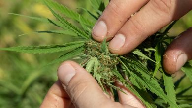 Photo of Preventing Fungi and Pests in Outdoor Cannabis Cultivation- Alchimia Grow Shop