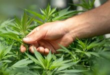 Photo of Why CBD Brands Need High Risk Payment Processing for Ecommerce
