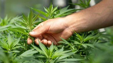 Photo of Why CBD Brands Need High Risk Payment Processing for Ecommerce