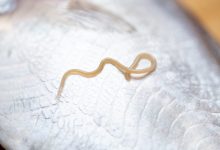 Photo of ALERT: New Parasite Causing ‘Explosive’ Diarrhea Across the U.S. – BlackDoctor