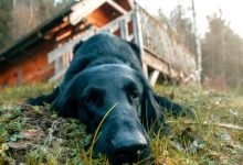 Photo of Planning a Better Cabin Getaway With Your Pet