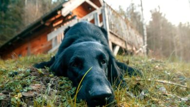 Photo of Planning a Better Cabin Getaway With Your Pet